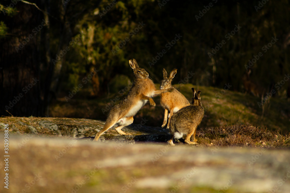 Obraz premium European hares fighting as part of their mating rituals in the golden hour light during a sunrise, with blurry foreground and background.
