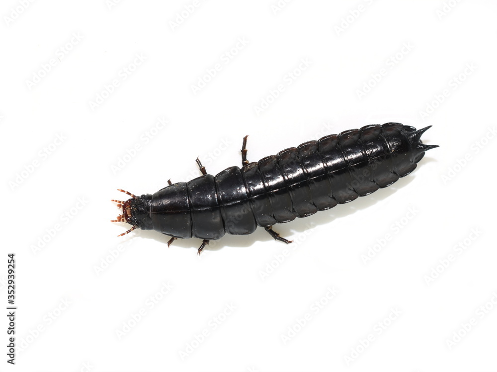 Black shiny larva from ground beetle isolated on white background