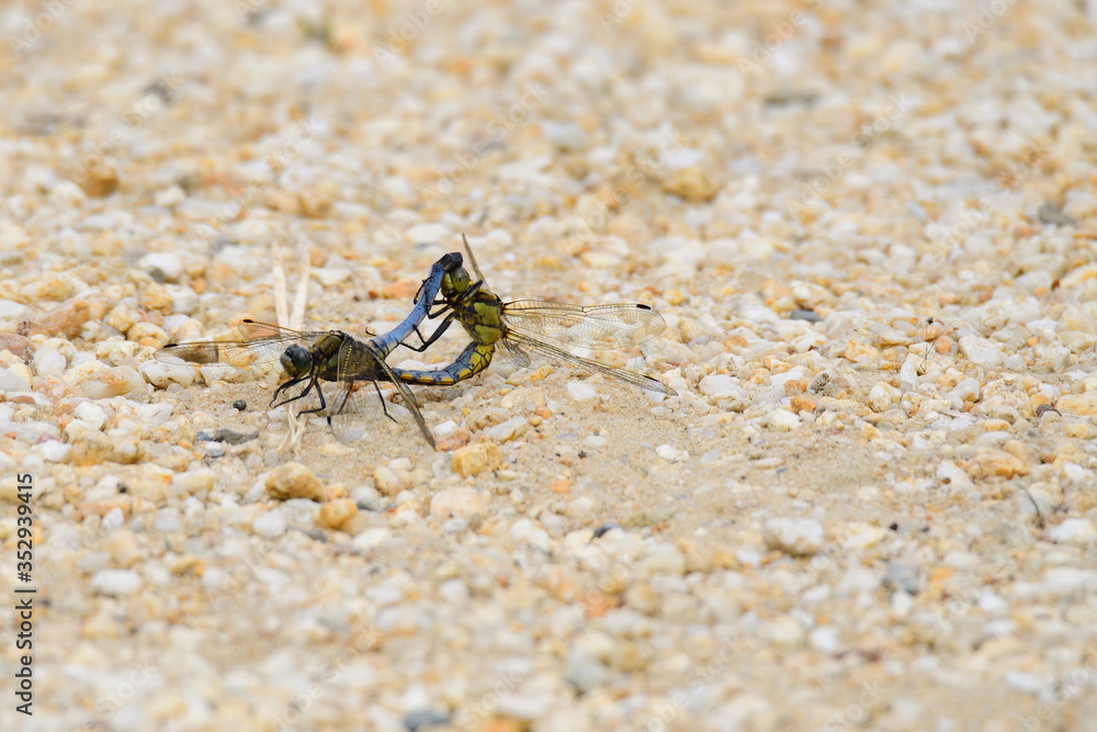 Paarungsrad Großer Blaupfeil (Orthetrum cancellatum) Paarungsrad Großer Blaupfeil (Orthetrum cancellatum)