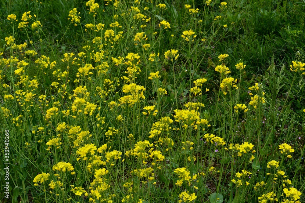Obraz premium yellow flowers in the grass