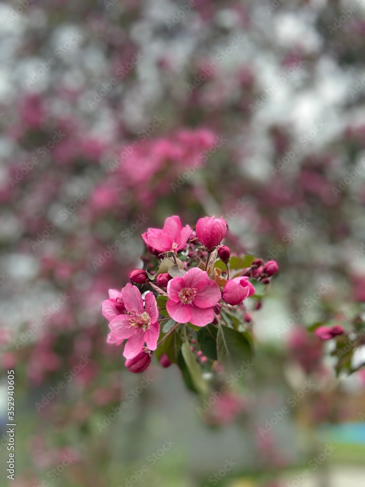 pink flowers blooming on a cherry tree pink flowers blooming on a cherry tree