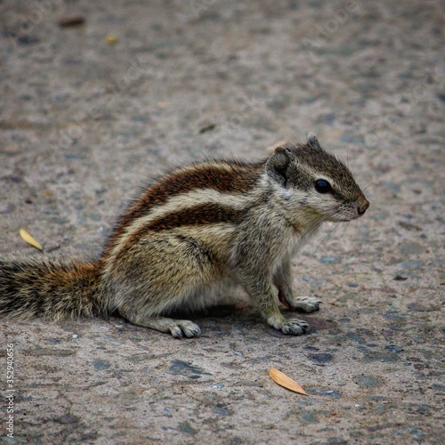 Squirrel on a rock