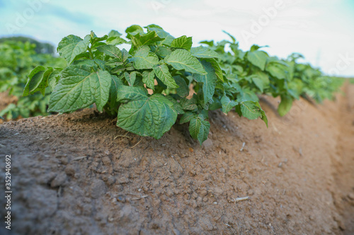 Bio Kartoffeln wachsen auf dem Acker Kartoffelacker Kartoffelfeld Kartoffelpflanze