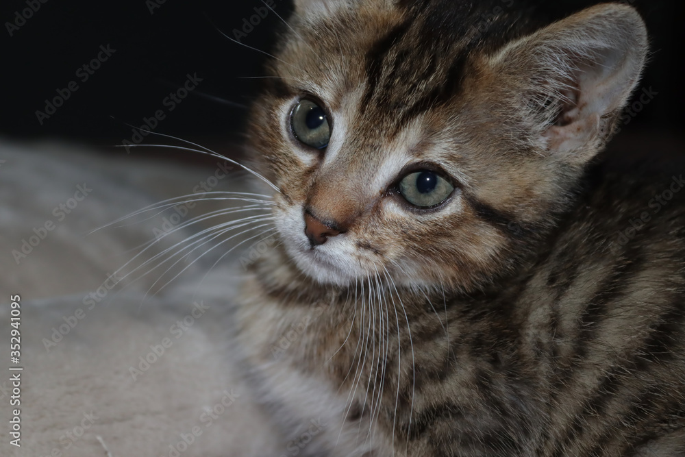 FLUFFY BROWN STRIPED TABBY KITTEN FLUFFY BROWN STRIPED TABBY KITTEN