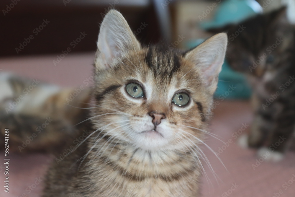 FLUFFY BROWN STRIPED TABBY KITTEN