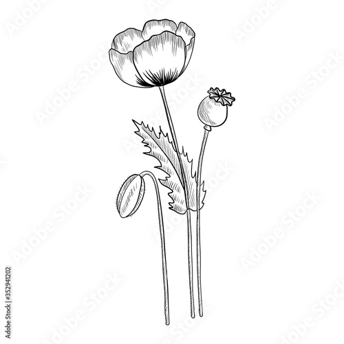 Photography vector drawing opium poppy