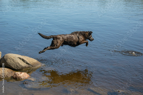 dog jumping in water to catch ball