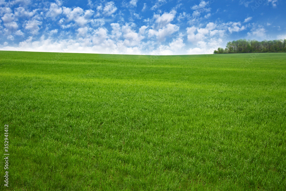 Summer landscape green field and blue sky.