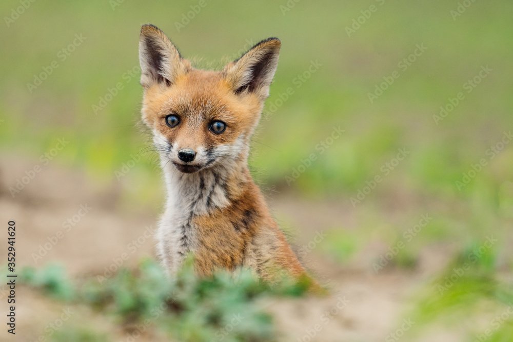 Young Red fox. Sweet fox sibling discovering the countryside. Young Red fox. Sweet fox sibling discovering the countryside.