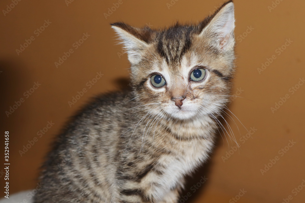 FLUFFY BROWN STRIPED TABBY KITTEN