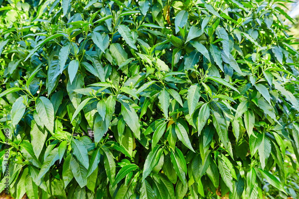 Fototapeta premium textura de hojas verdes
