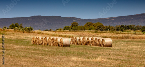 Round bales harvesting in golden field landscape, south Sardinia
 photo