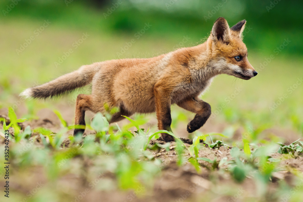 Young Red fox. Sweet fox sibling discovering the countryside.