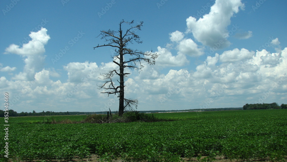 Fototapeta premium tree in the field