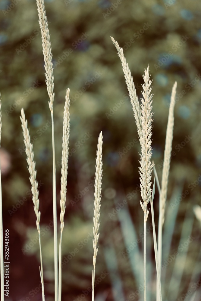 close up of wheat ears nature close up of wheat ears nature