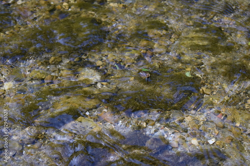 green moss on the rocks underwater