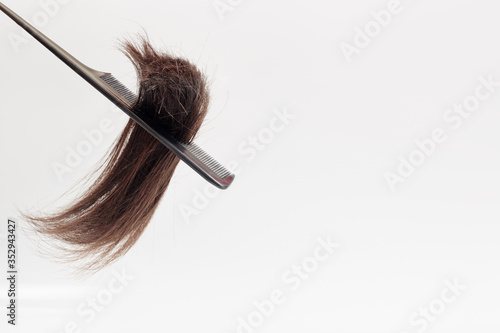 cut-off brown hair close-up in a comb on a light gray background. Place of the cut of a lock of hair with the tip at the bottom on a white background
