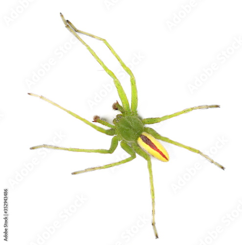 Green huntsman spider isolated on white background, Micrommata virescens