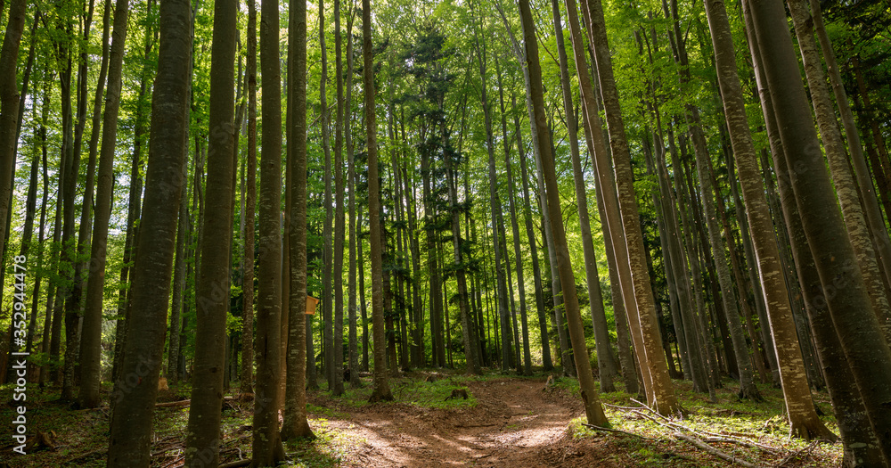 Scenic view of a forest Scenic view of a forest