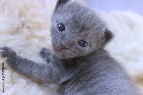 ADORABLE GRAY SHORT HAIRED KITTEN