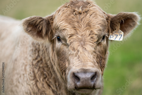 murray grey and Angus cattle grazing on pasture.. photo