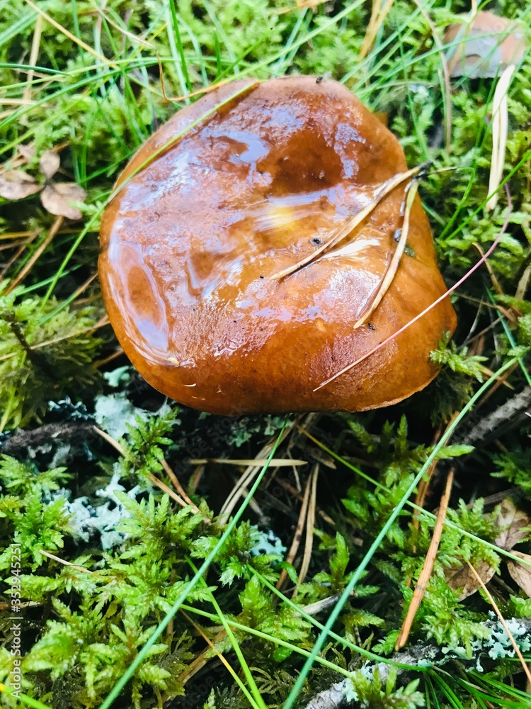 mushroom in the grass mushroom in the grass