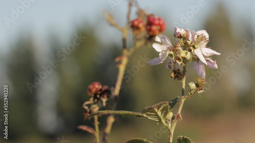 Las flores del campo silvestre