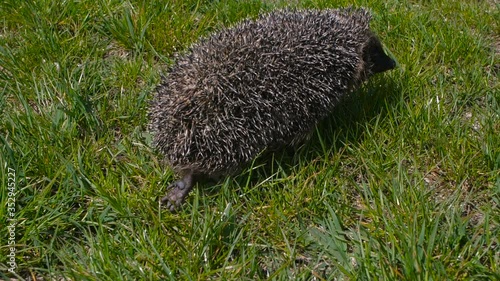 Close-up rear view of legs of cute hedgehog. Walking with a ridiculous gait and his crooked legs with dark leather pads on heels are visible.  Following its path, 200 fps slow motion photo