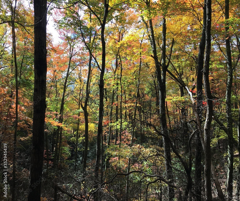autumn forest in the morning autumn forest in the morning