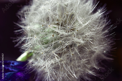 Dandelion seeds in drops of water close-up. Macro photo  background  texture  selected focus on drops. 