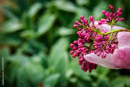 Wallpaper Mural Branch of purple blooming lilac lies on pink tulips Torontodigital.ca