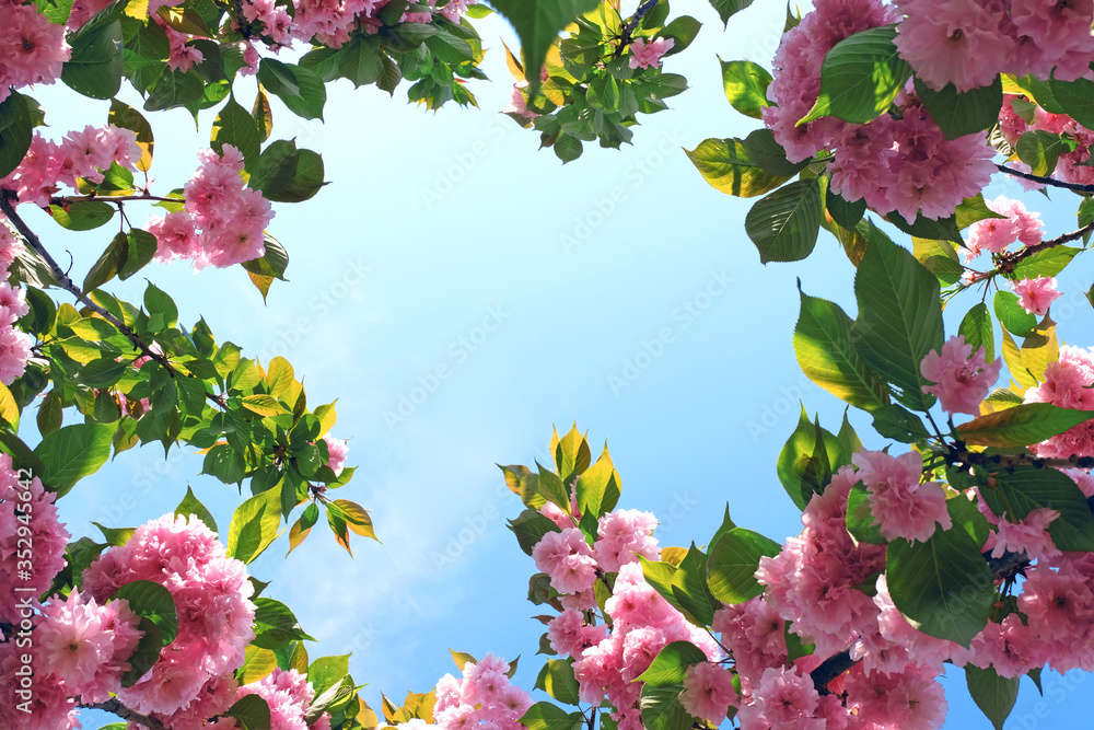 Fototapeta premium Close up delicate red flowers of Chaenomeles japonica shrub, commonly known as Japanese quince or Maule's quince in a sunny spring garden, beautiful Japanese blossoms floral background, sakura