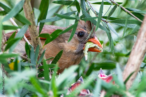 Female Northern Cardinal Feeding Chicks in Nest  photo