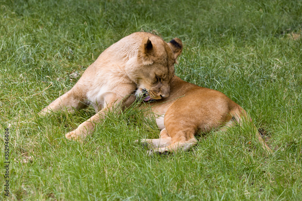 Naklejka premium Licking African lioness in grass