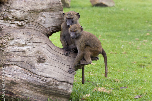 Young olive baboons © Anneke
