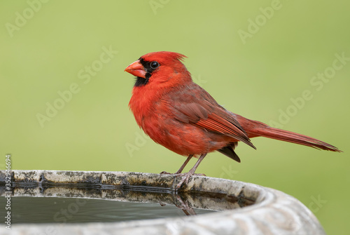 Fotografiet Side View of Male Northern Cardinal Perched on Edge of Bird Bath
