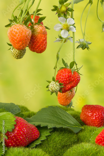 Hanging red strawberries