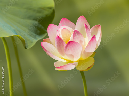 Holy lotus flower and leaf