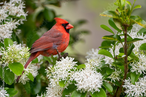 Slika na platnu Male Northern Cardinal Perched in Blossoming Chinese Fringe Tree in Early Spring