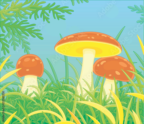 Three edible mushrooms with big caps hiding in thick grass on a pretty forest glade on a warm summer day, black and white outline vector cartoon illustration for a coloring book page