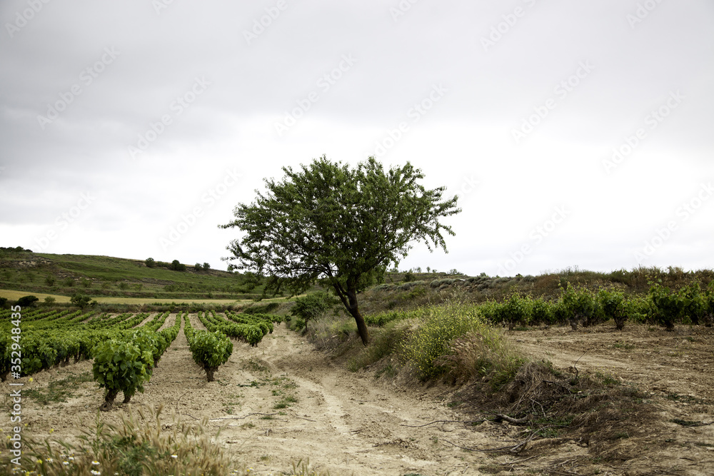 Vineyards in the countryside