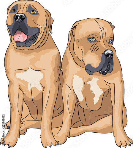 Two South African Boerboels.