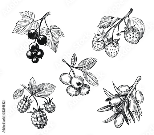 Berry sketch. Raspberry, blueberry, black currant, strawberry. Black vector outline on transparent background