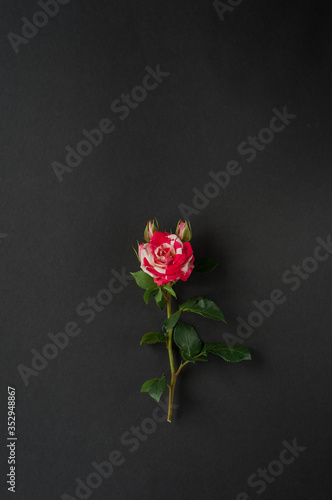 Pink rose on trendy black background. Fashionable template in flat lay style with place for your text. Minimal mockup concept.