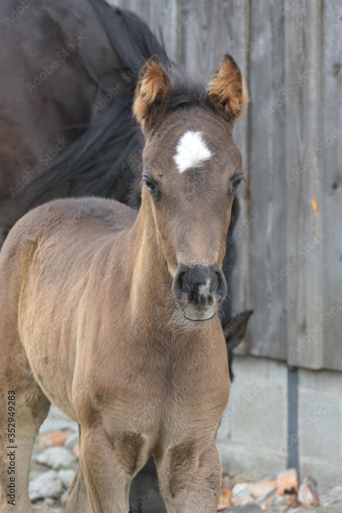 Sweet foal with a white spot on the forehead, called star or flower