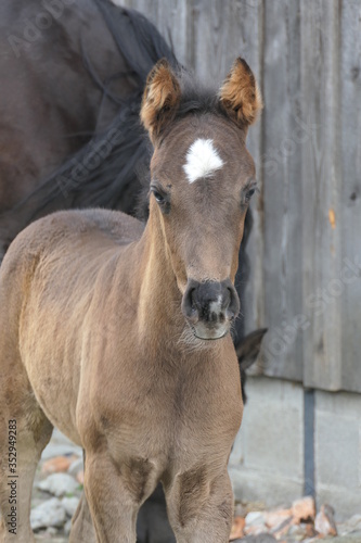 Sweet foal with a white spot on the forehead  called star or flower