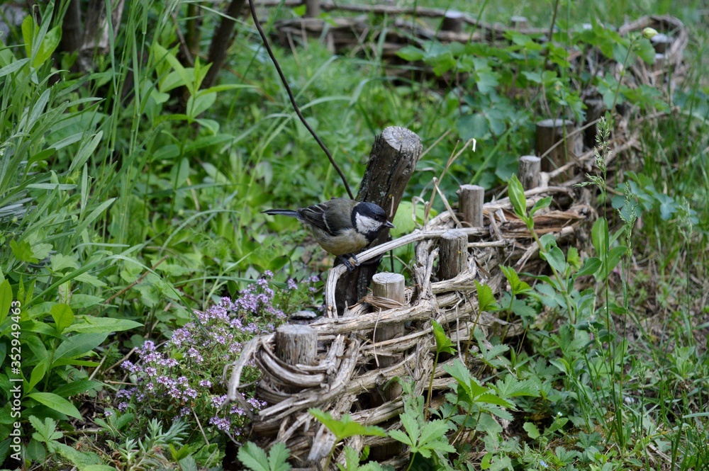 a small bird on a fence a small bird on a fence