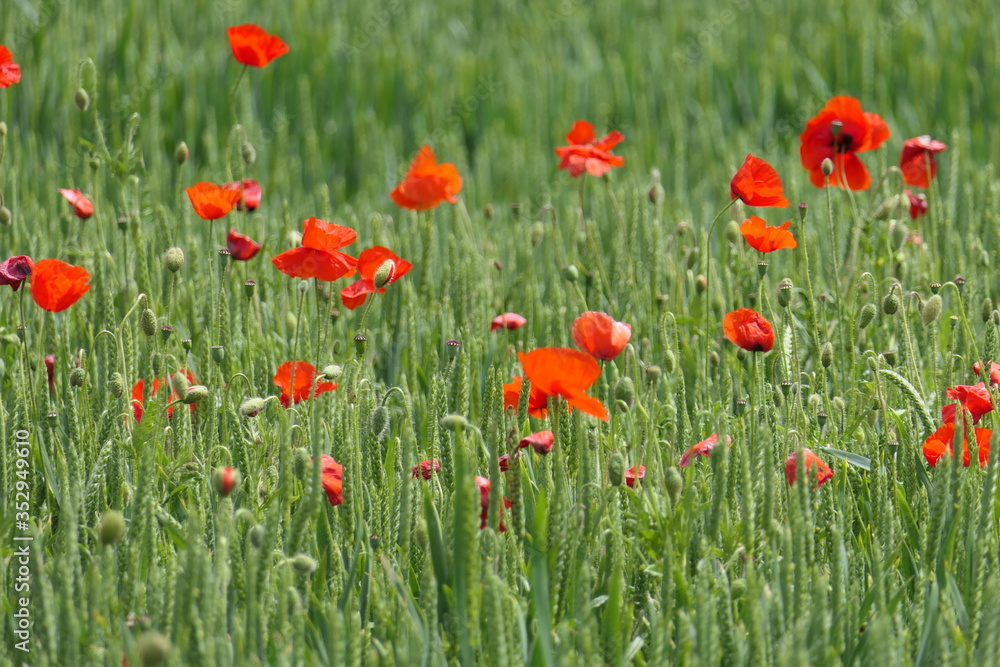 Wheat field gets a wonderful colour mixture through corn poppies Wheat field gets a wonderful colour mixture through corn poppies