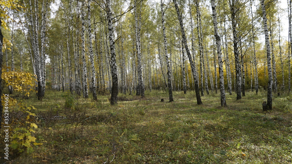 Fototapeta premium autumn forest in the morning