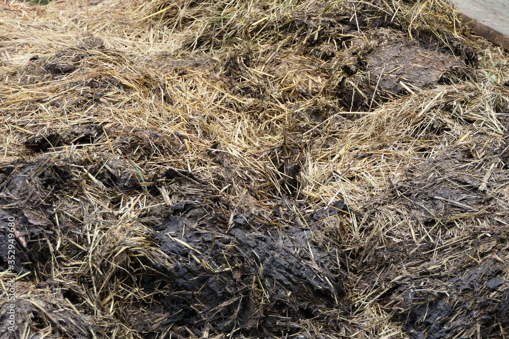 The farmer's dung heap and manure for the field The farmer's dung heap and manure for the field